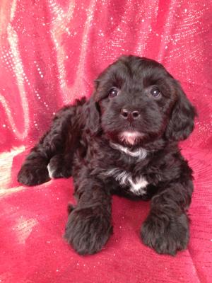 Male Schnoodle Puppy for sale #7 Born March 29th 2013|Schnoodle Breeders along the Iowa Minnesota Border